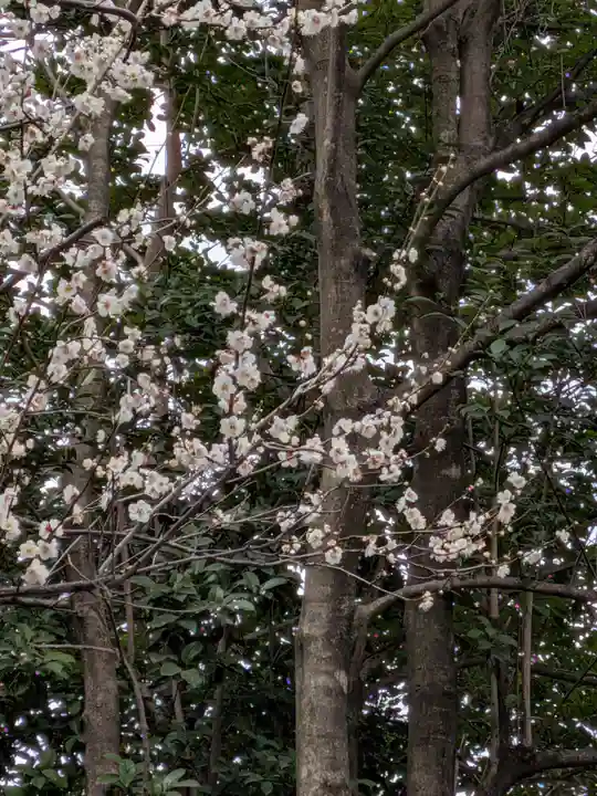 阿佐ヶ谷神明宮(東京都)