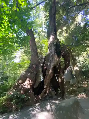 來宮神社(静岡県)