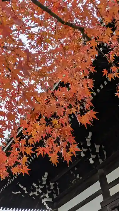 妙顯寺(妙顕寺)(京都府)