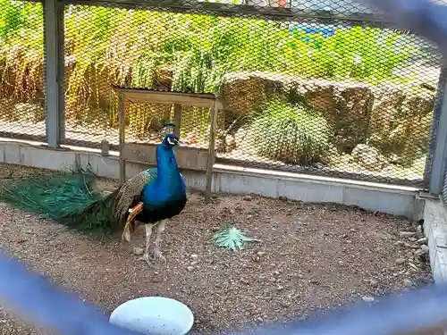 天台宗 五大山 白毫寺の動物