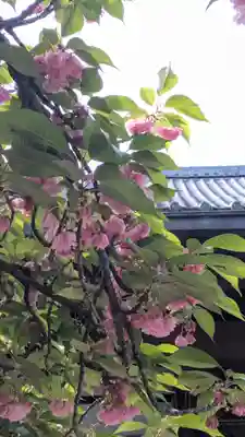 墨染寺（桜寺）(京都府)