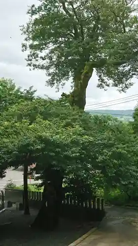 白山姫神社の自然