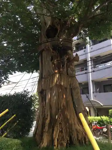 澤蔵司稲荷（慈眼院）の自然