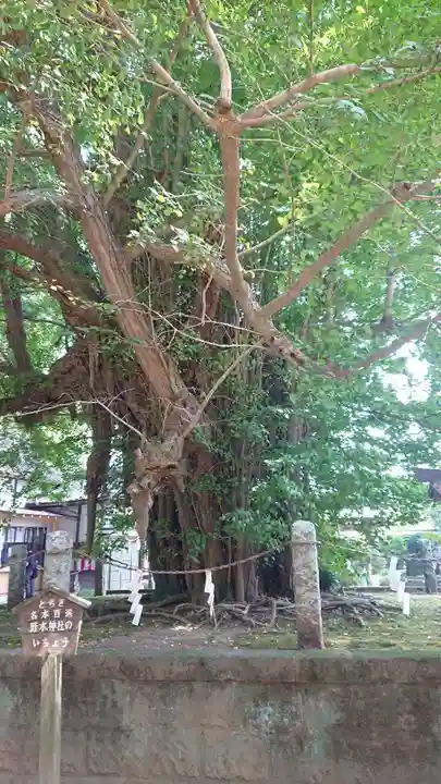 野木神社の自然