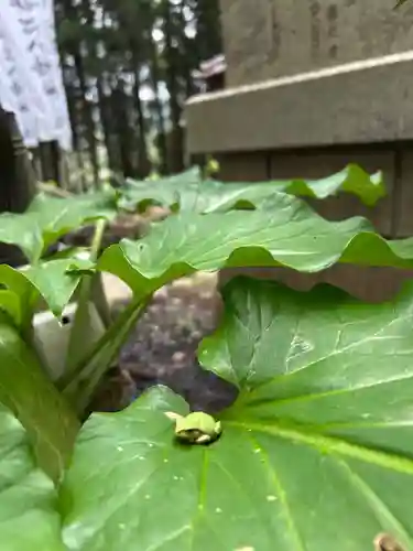 坪沼八幡神社(宮城県)