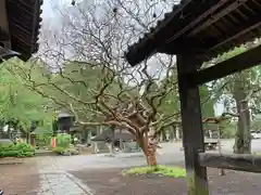 崇真寺(開運犬り切不動尊)の庭園