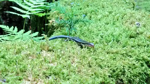 平泉寺白山神社の動物