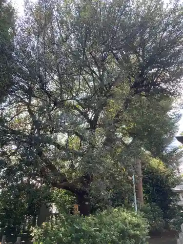 山王稲穂神社の自然