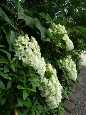 阿佐ヶ谷神明宮(東京都)