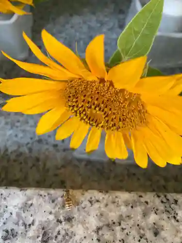 進雄神社(群馬県)