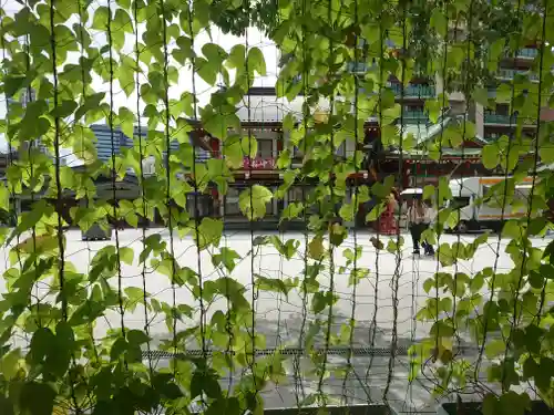 神田神社（神田明神）の自然