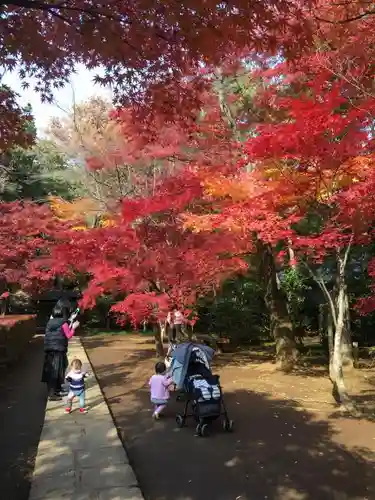 平林寺の自然