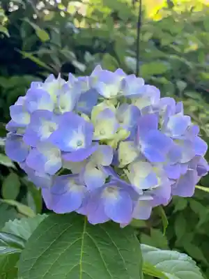 浅間神社の自然