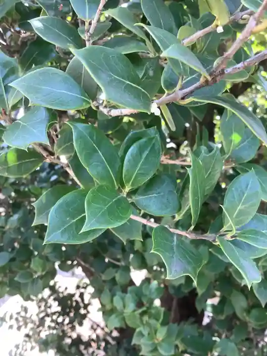 太閤山常泉寺の自然