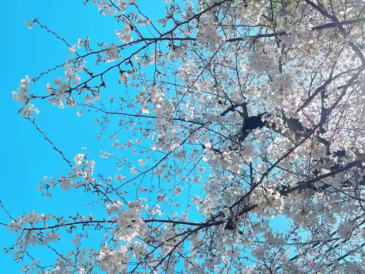 穏田神社の自然
