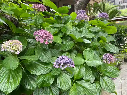 坐摩神社の自然