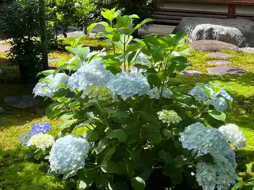 黄梅院(京都府)
