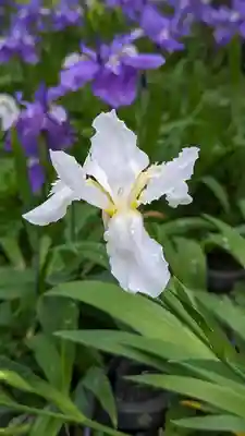 得浄明院(善光寺別院)(京都府)