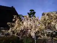 倶梨迦羅神社の自然