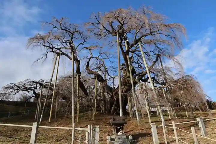 瀧桜神明宮の景色