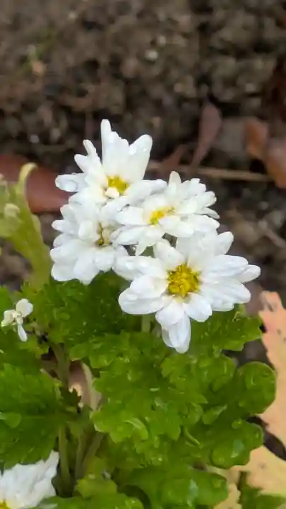 水無瀬神宮(大阪府)