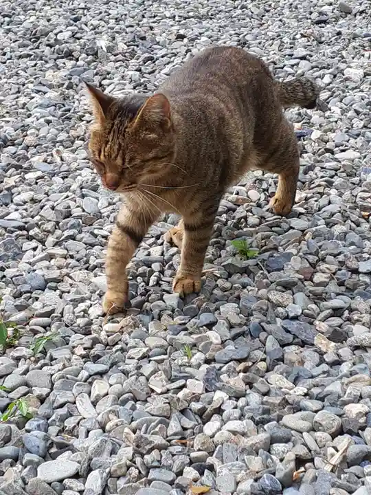 青猿神社(岩手県)
