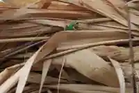 大鏑神社の動物