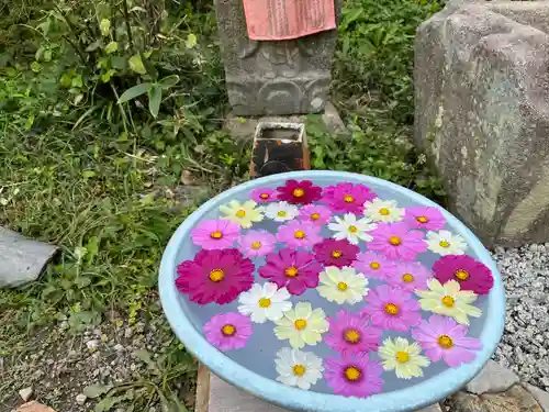 般若寺 ❁﻿コスモス寺❁(奈良県)