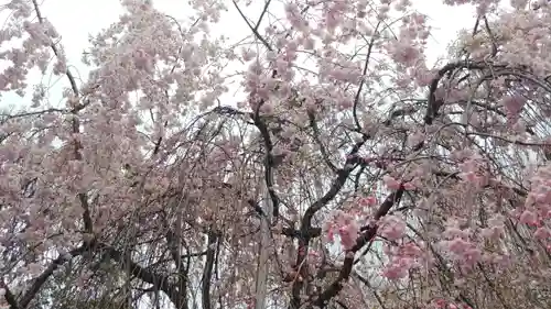 平野神社の自然