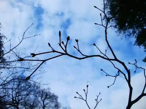 北海道神宮の自然