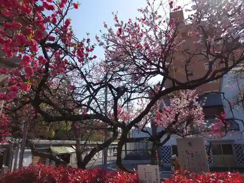 真清田神社の自然