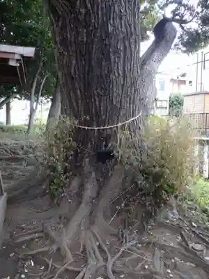 王子神社の自然
