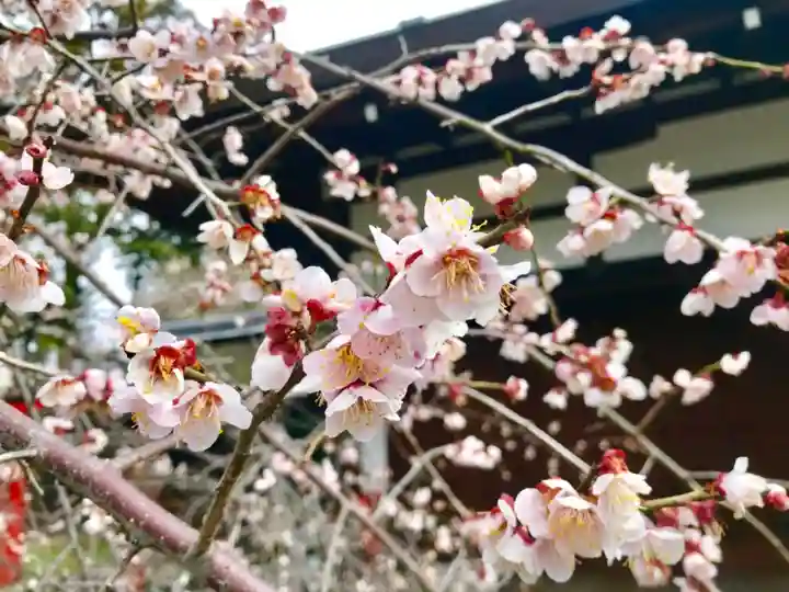 梅宮大社の自然