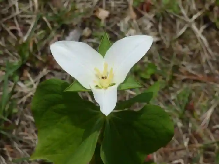 留辺蘂神社の自然