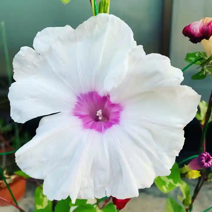 豊景神社の自然