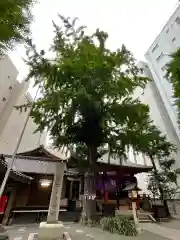 日本橋日枝神社の自然