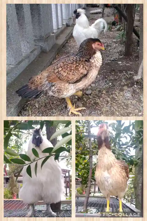 高知大神宮の動物