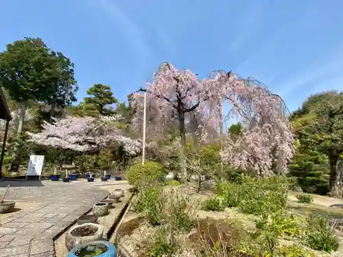 法金剛院の自然