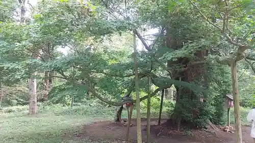 伊佐須美神社の自然