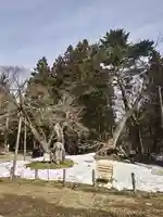 磐椅神社の自然