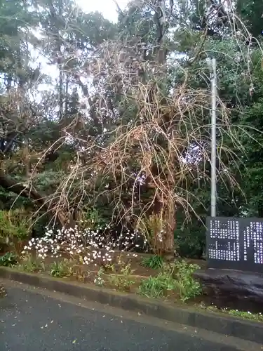 金ヶ作熊野神社の自然