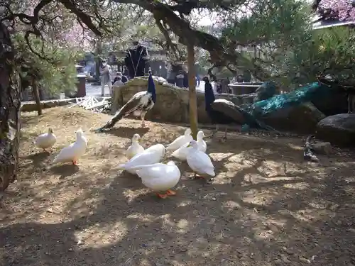 楽法寺（雨引観音）の動物
