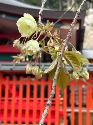 金櫻神社(山梨県)
