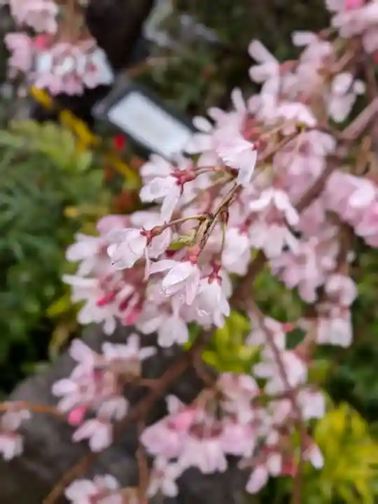 阿佐ヶ谷神明宮(東京都)