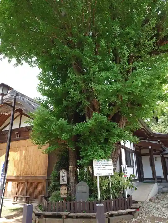 登渡神社の自然