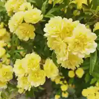 豊景神社の自然