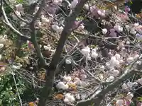 八雲神社(鎌倉・大町)の自然