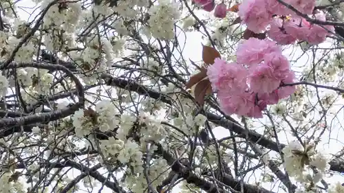 圓光寺(京都府)