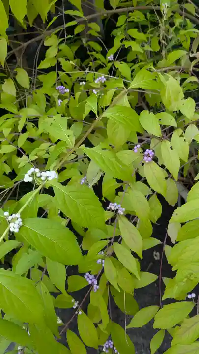 行願寺(革堂)(京都府)