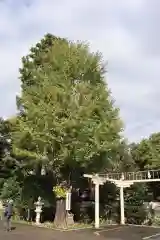 高麗神社の自然